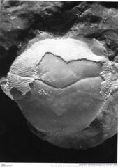 Historisches Foto von Goniodromites sp. (NHMW-AFW-GEO-BACHMAYER-FOTO-1990-0041-2088)